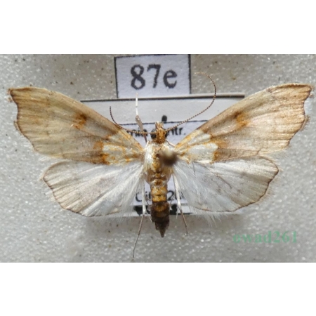Agrotera nemoralis (Scopoli, 1763) Diana gajowa Czech87e